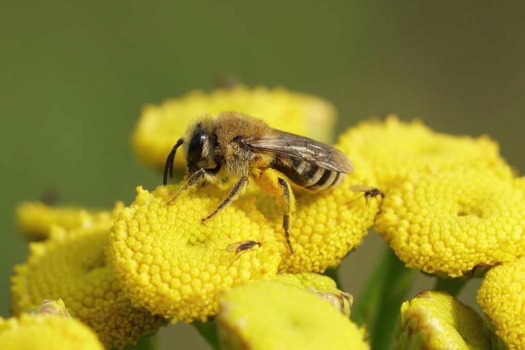 Bitkrėslė vilioja bites