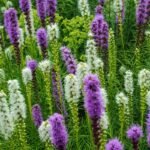 Liatris – ryškus vasaros sodo akcentas. Kokias jo rūšis pasirinkti ir kaip auginti? 