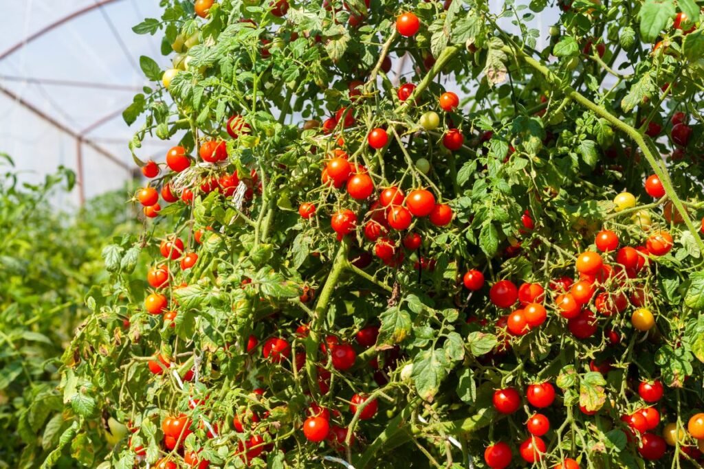 Pomidorų tręšimas ir gausus augimas