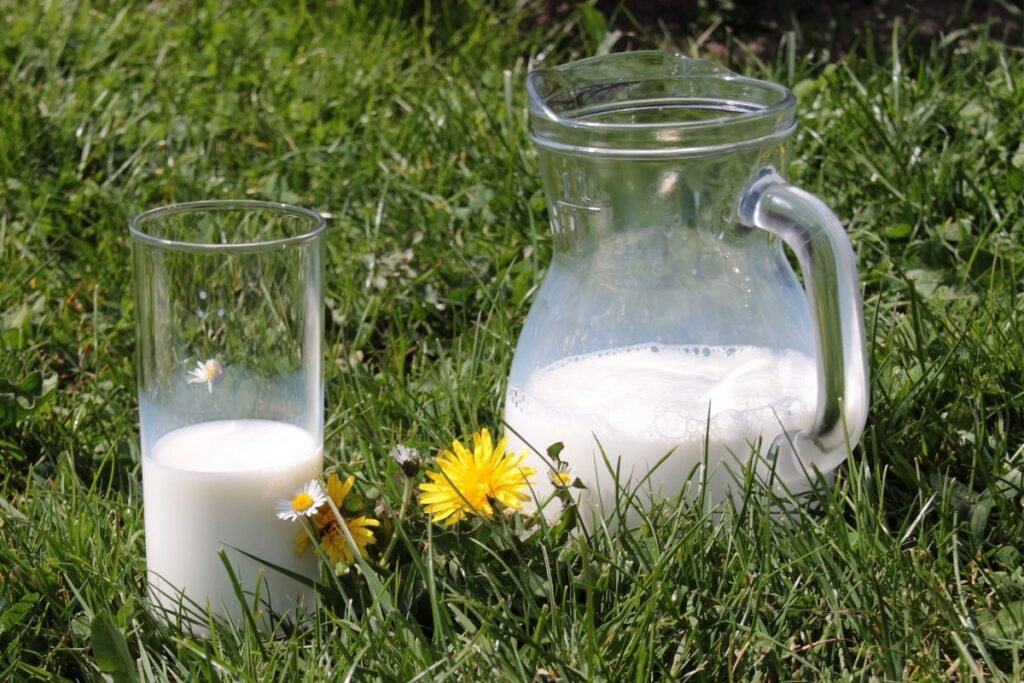 Tręšimas pienu. Pienas ant žolės