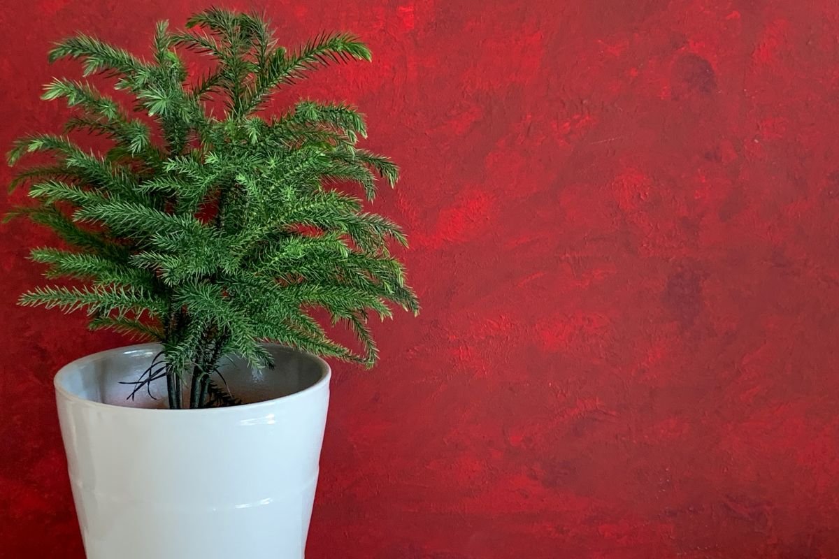 Araukarija – milijonų metų išvaizdą išsaugojęs augalas, tinkantis auginti namuose