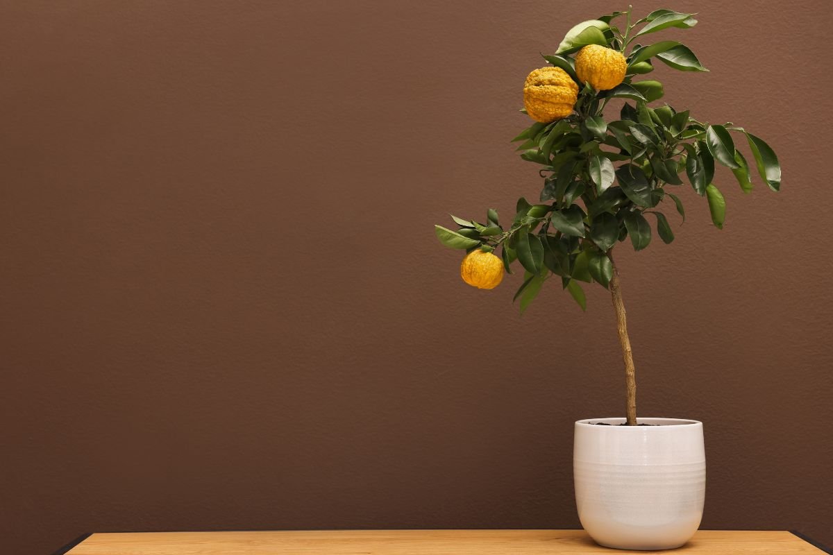 Ką bendro turi bergamotė (bergaminis citrinmedis) ir Earl Grey arbata? Kuo išskirtinis medis ir kaip jį auginti?