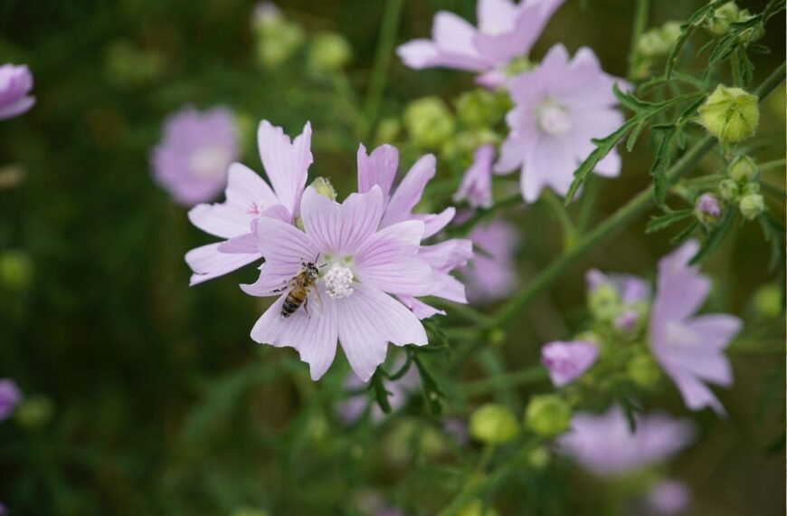 Dedešva gėlyne ir žmogaus naudai
