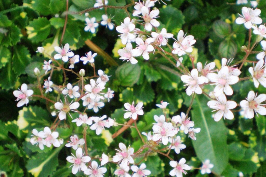 Apvalialapė uolaskėlė (Saxifraga x urbium)