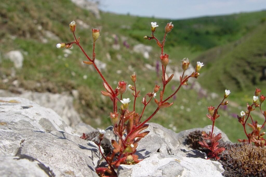 Tripirštė uolaskėlė (Saxifraga tridactylites)