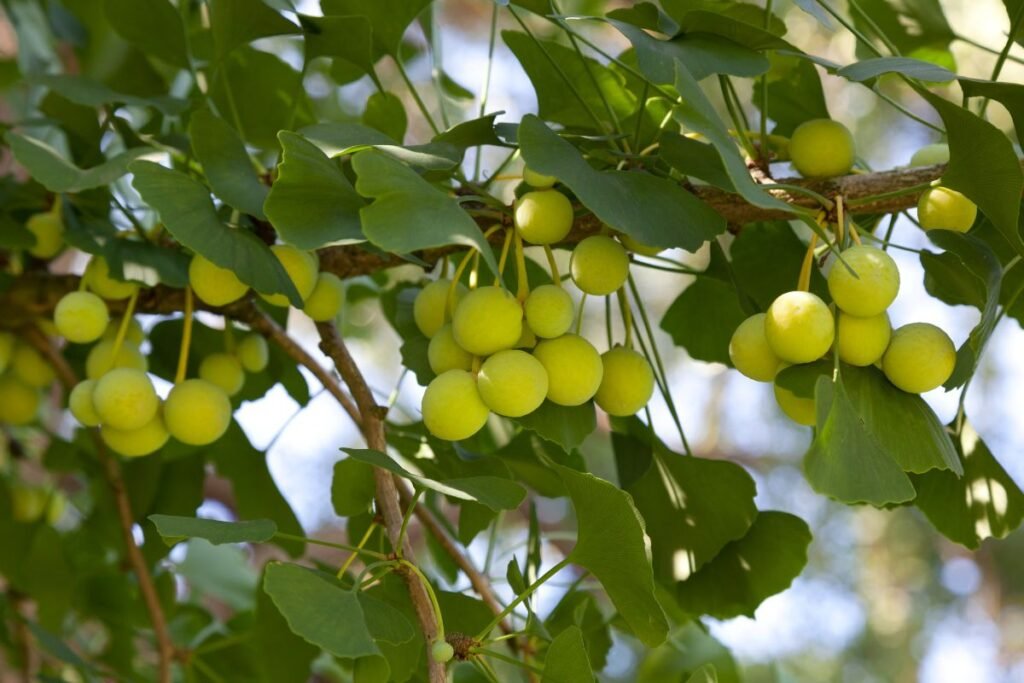 Ginkmedžio sėklos. Ginkmedis