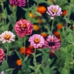 Zinijos (gvaizdūnės) auginimas ir priežiūra: kaip gėlėmis sukurti vasaros šventę savo sode?