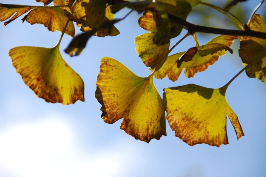 Ginkmedis