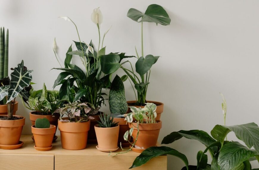 Augalai per atostogas