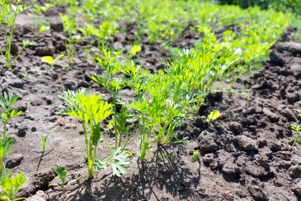 Morkos: sėja ir morkų auginimas