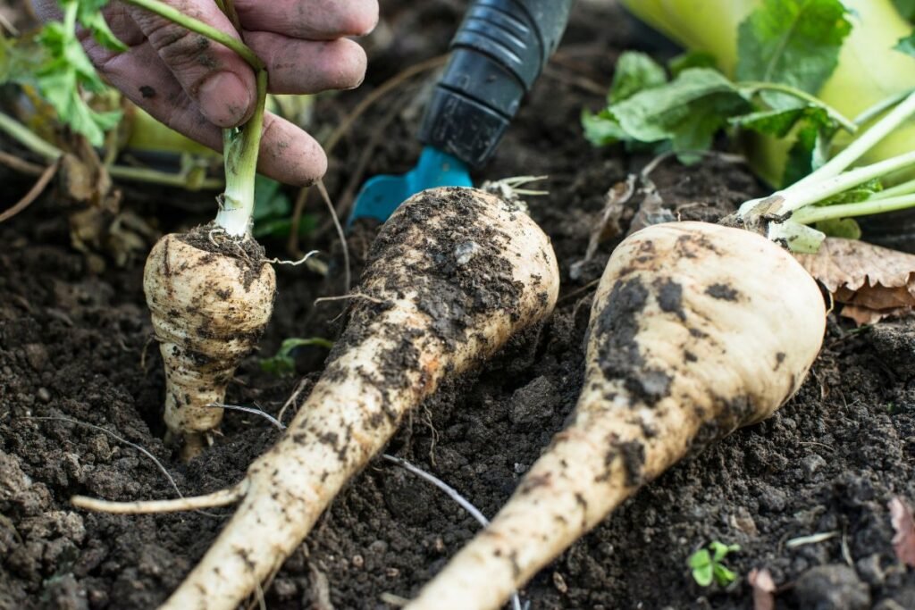 Pastarnokai nuodingi: nuodingas laukinis porūšis