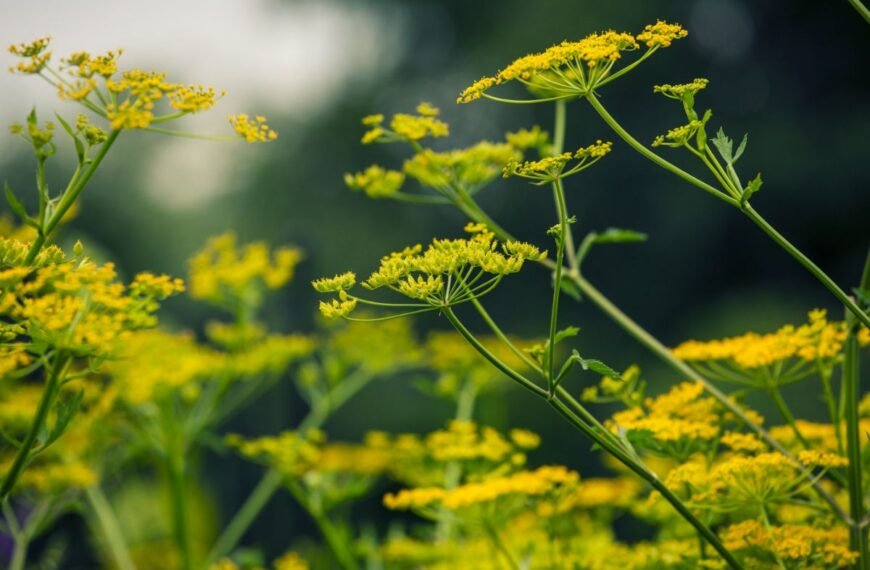 Pastarnokai nuodingi: tiesa ar melas?