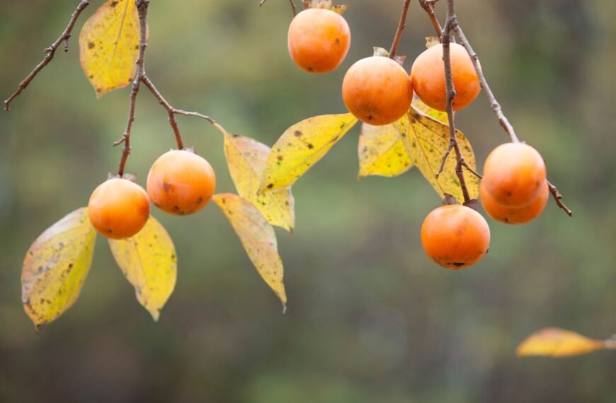 Persimonų auginimas. Juodmedis. Persimonai