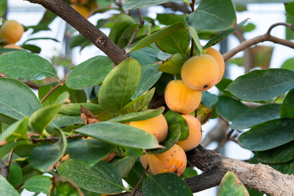 Persimono auginimas: rytinis juodmedis (Diospyros kaki)