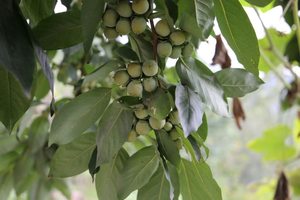 Persimono auginimas: Kaukazinis juodmedis (Diospyros lotus)