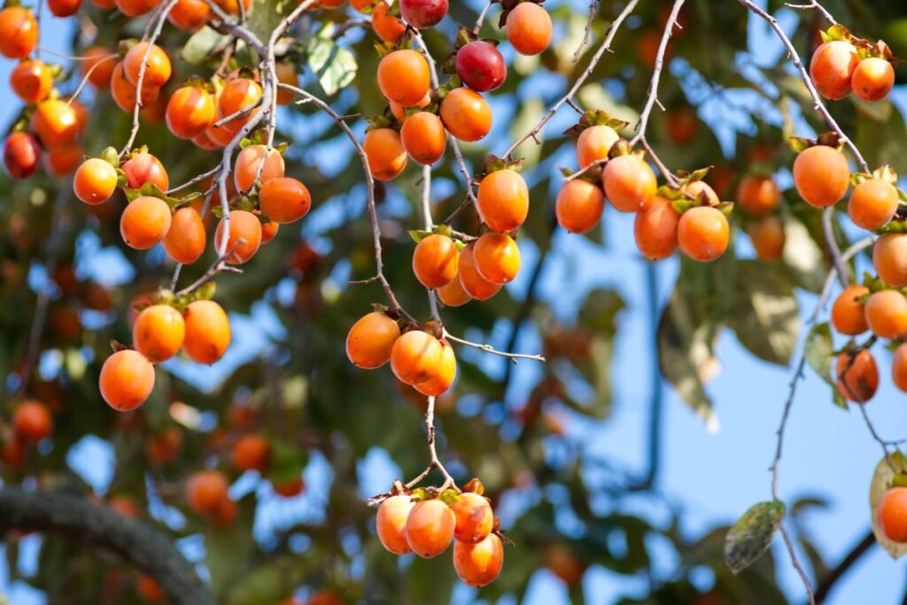 Persimono auginimas: Virgininis juodmedis (Diospyros virginiana)