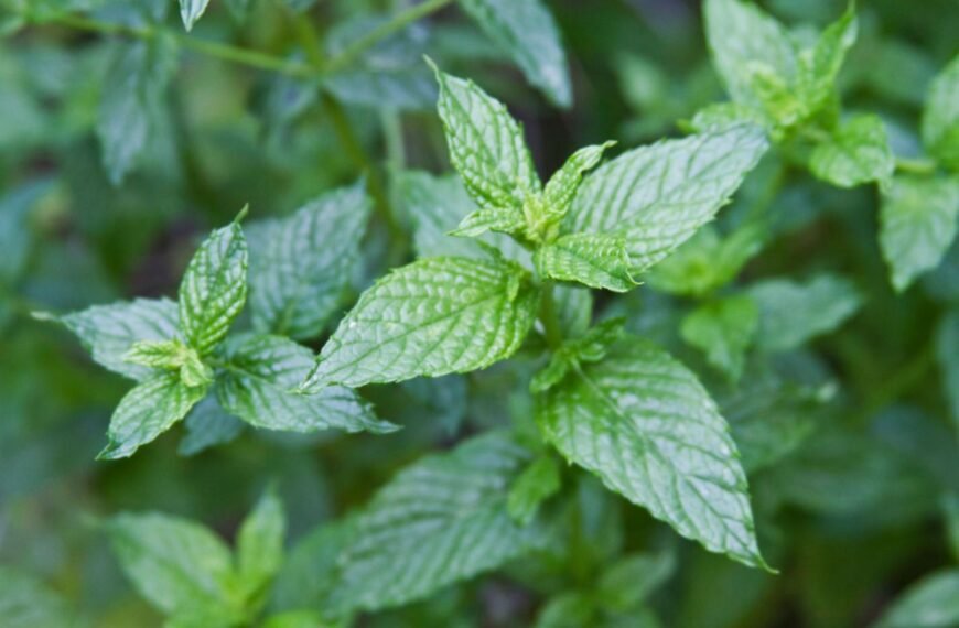 Šaltmėtė ir jos auginimas