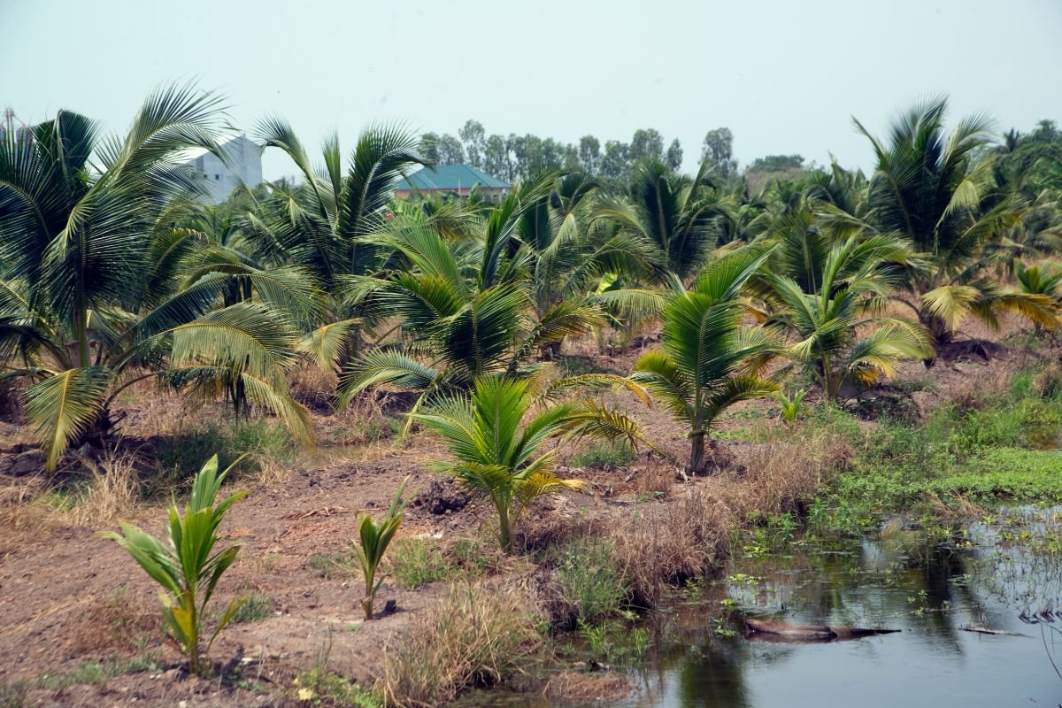 Palmė - tropikais alsuojantis augalas. Kaip jį prižiūrėti?