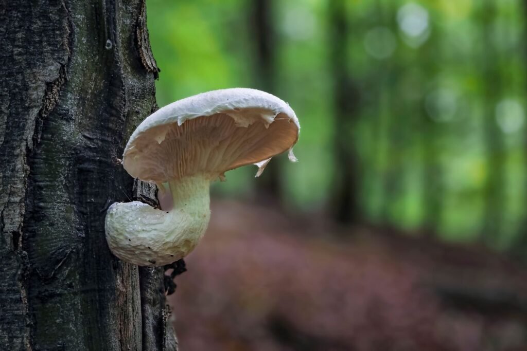 Ąžuolinė kreivabudė Pleurotus dryinus