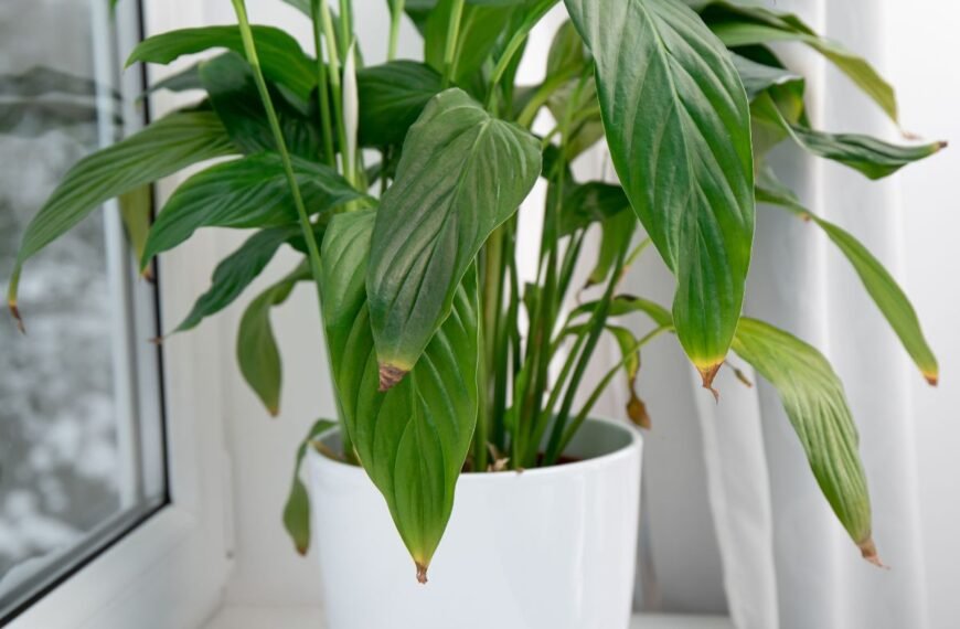 Kodėl ruduoja gėlių lapų galiukai. Priežastys ir sprendimai