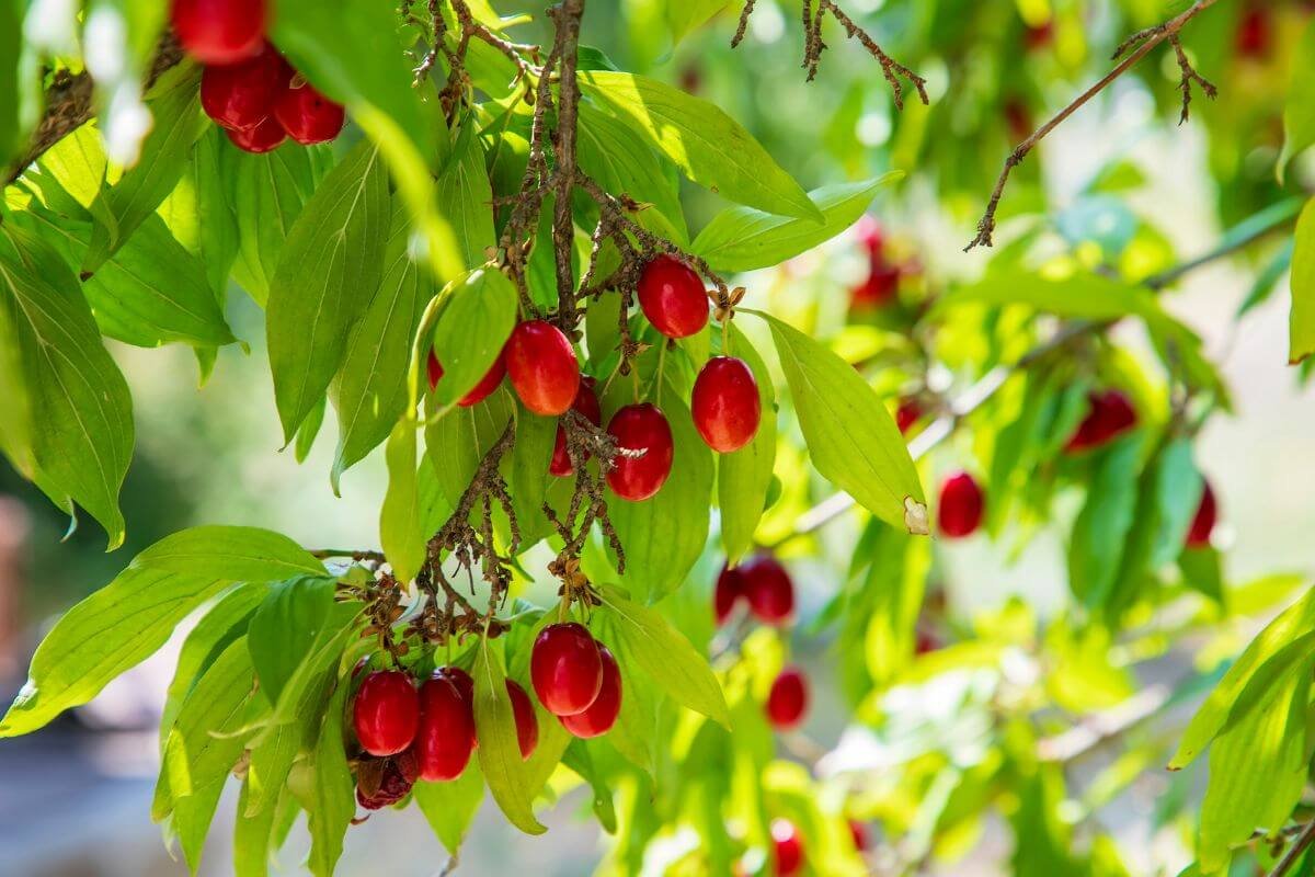 Sedulos uogos naudingas vitaminų ir mineralų šaltinis. Receptas