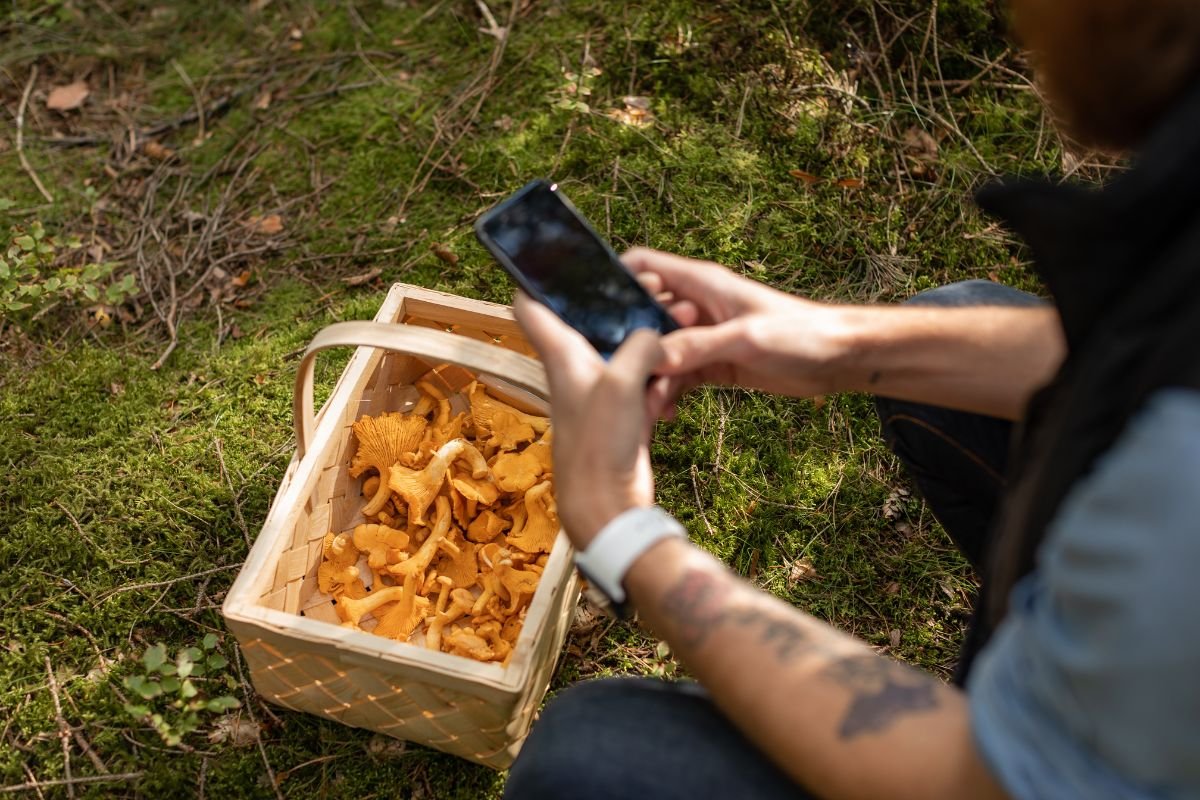 Grybavimas ir jo klimatinės bei technologinės tendencijos