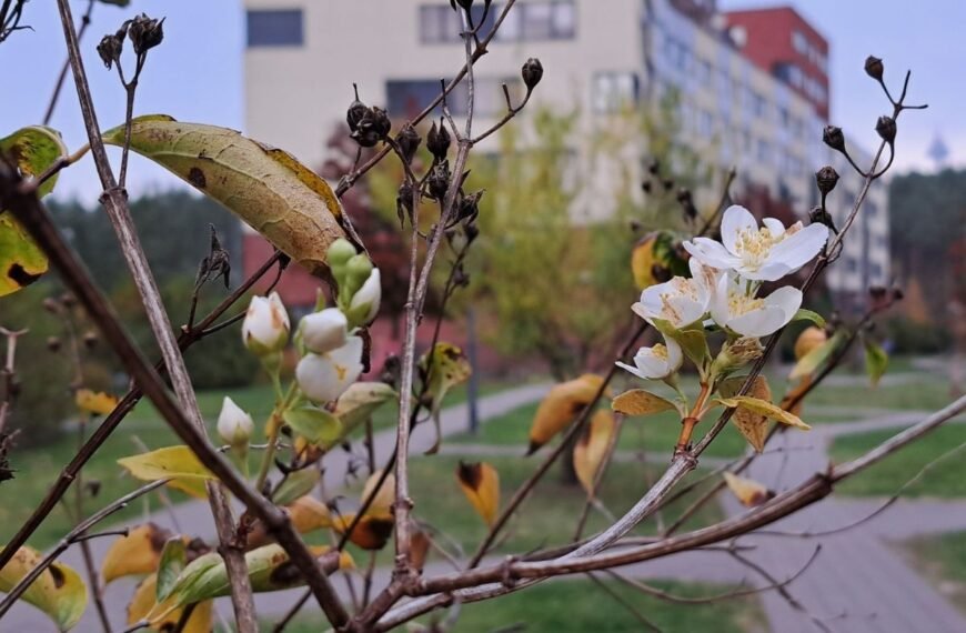 Rudenį ne laiku žydintys augalai