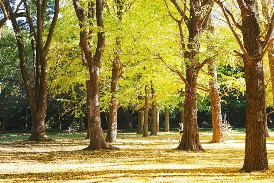 Ginkmedis. Ginkmedžio auginimas ir priežiūra