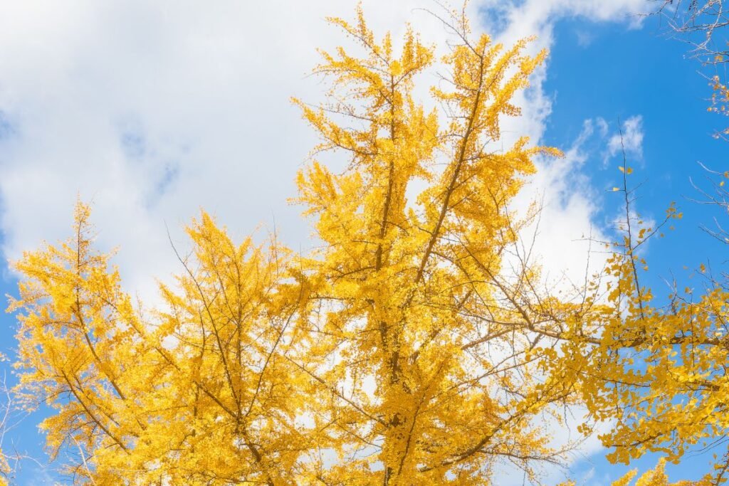 Ginkmedis ir jo priežiūra įvairiais metų laikais