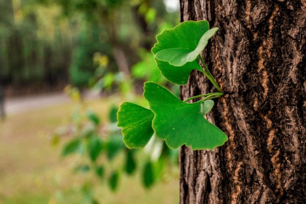 Ginkmedžio auginimas ir priežiūra mieste