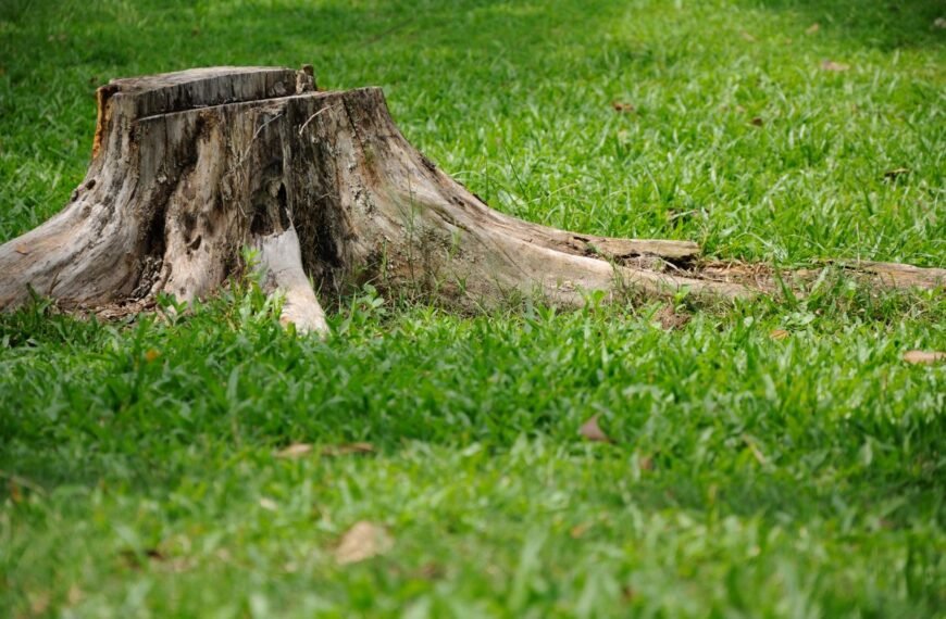 Kaip išnaikinti kelmą: kelmų naikinimas