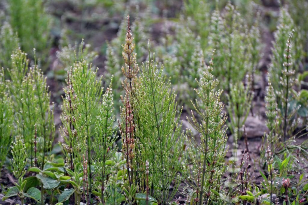 Dirvinis asiūklis (Equisetum arvense)