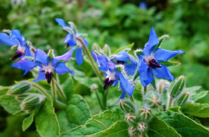 Agurklė: nauda sveikatai ir auginimas