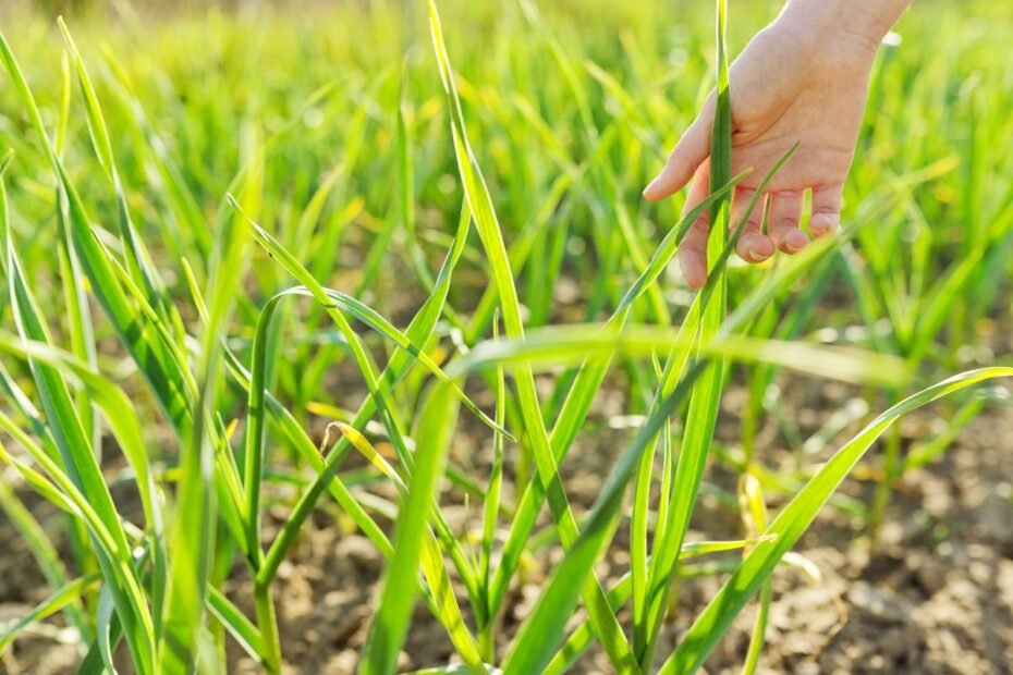 Česnakų tręšimas pelenais – senosios išminties ir šiuolaikinės sodininkystės dermė. Kaip teisingai juos naudoti, kad derlius iš tiesų nustebintų?