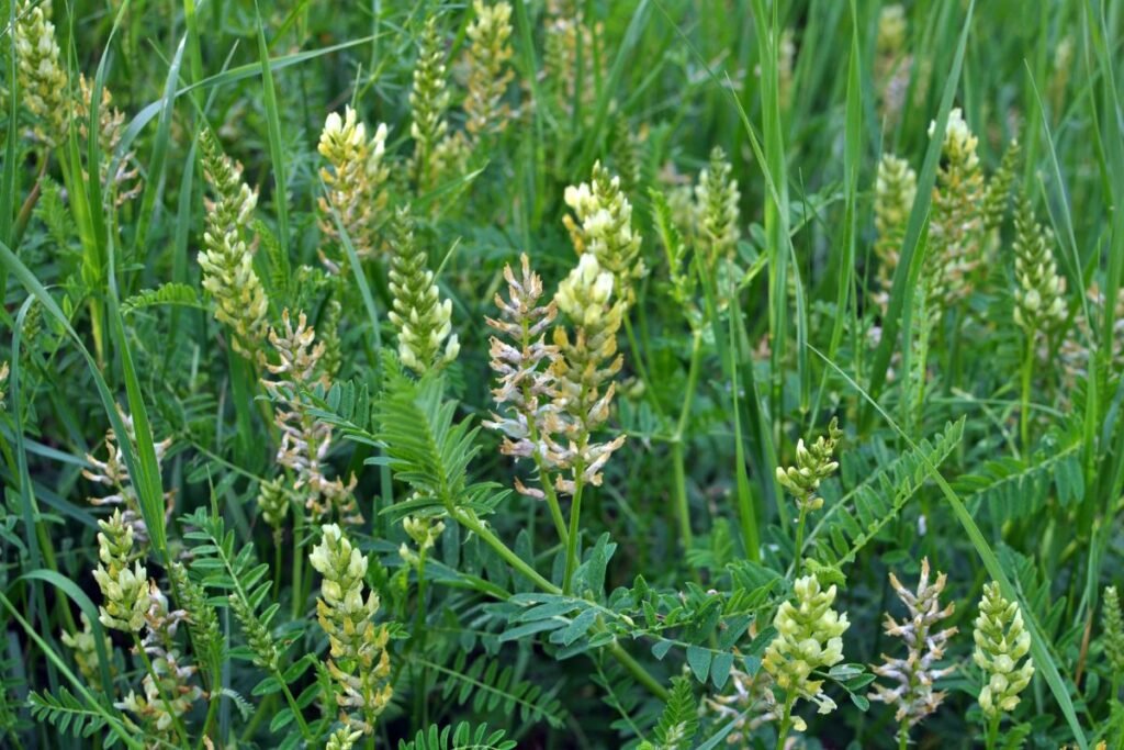 Ilguolinė kulkšnė (Astragalus cicer) | Derlingas.lt Ilguolinė kulkšnė (Astragalus cicer)