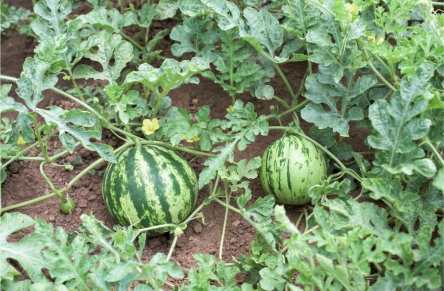 Kada sėti arbūzus 2025 metais