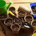 Kada sėti gėles, kad džiaugtumėtės spalvingu žydėjimu? Gėlių sėjos kalendorius 2025 metams