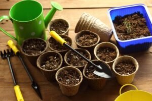 Kada sėti gėles, kad džiaugtumėtės spalvingu žydėjimu? Gėlių sėjos kalendorius 2025 metams