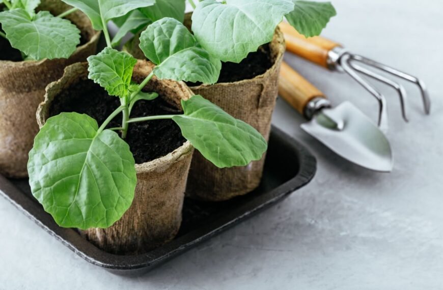 Kada sėti kopūstus 2025 metais