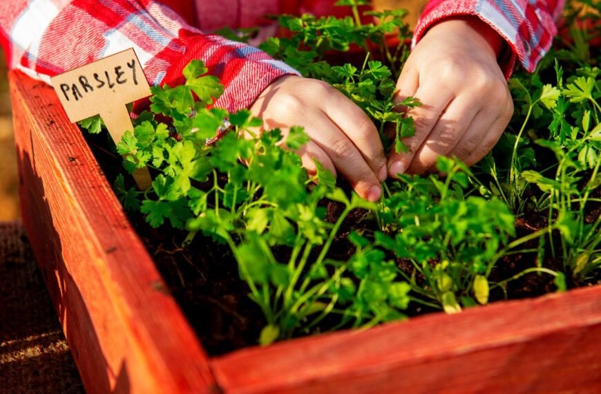 Kada sėti petražoles lauke ir viduje