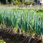 Kada sėti svogūnus iš sėklų 2025 metais? Tai nulems ir veislė, ir sėjos būdas