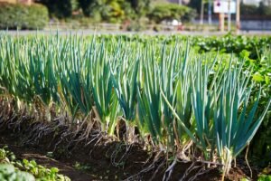 Kada sėti svogūnus iš sėklų 2025 metais? Tai nulems ir veislė, ir sėjos būdas