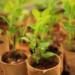 Kada sėti žirnius 2025 metais