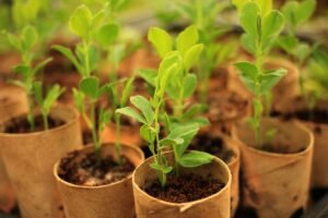 Kada sėti žirnius 2025 metais