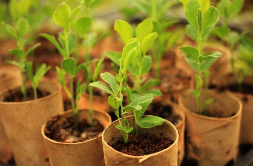 Kada sėti žirnius 2025 metais