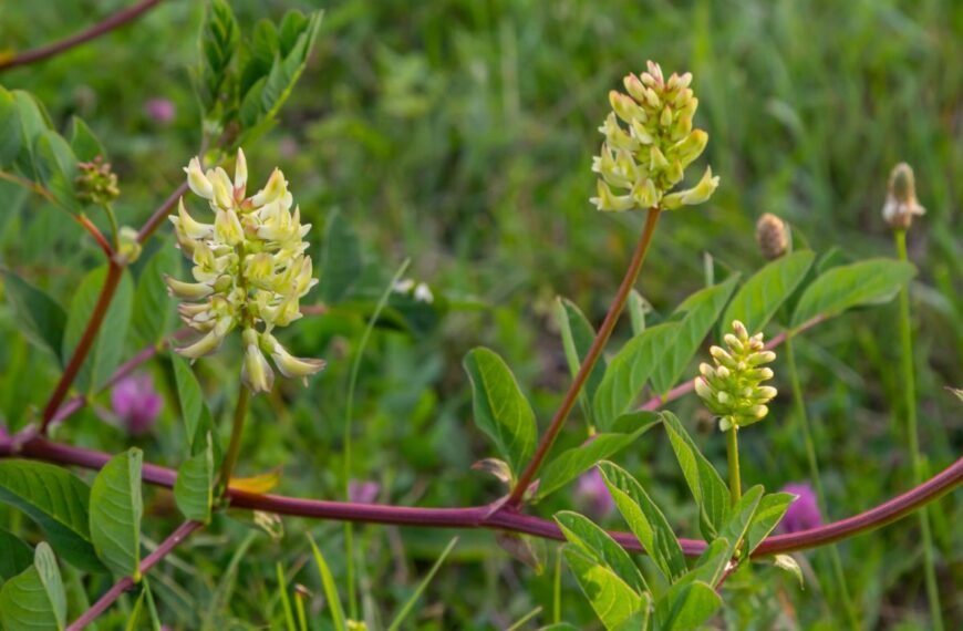 Saldžialapė kulkšnė (Astragalus glycyphyllos)