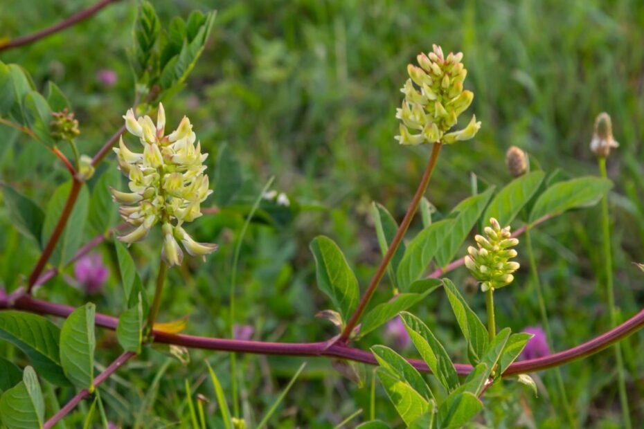 Saldžialapė kulkšnė (Astragalus glycyphyllos)