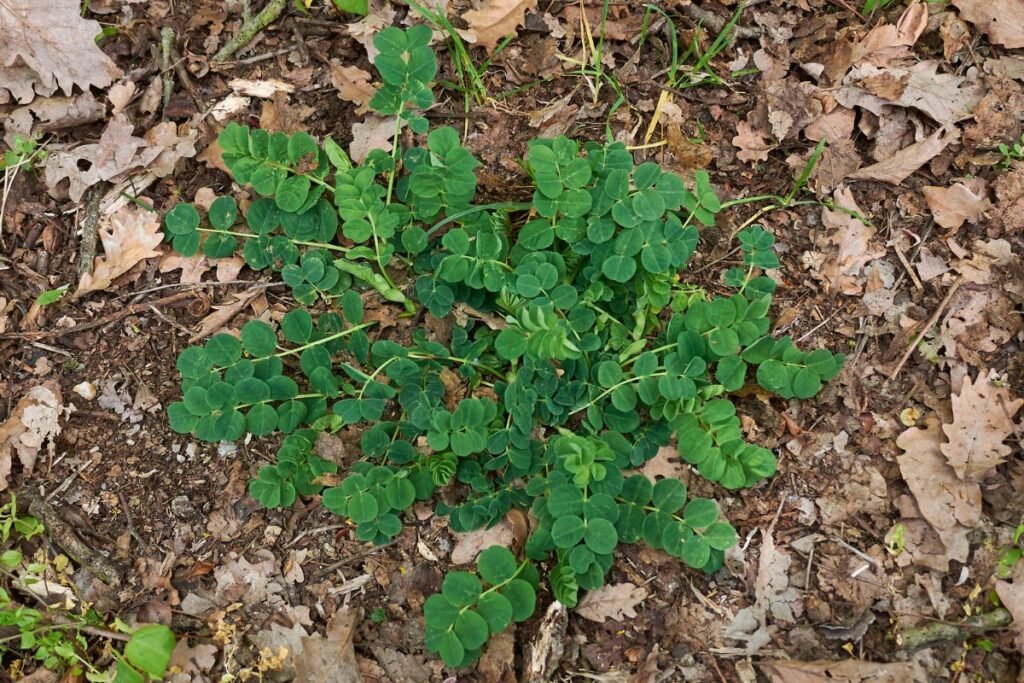 Saldžialapė kulkšnė Astragalus glycyphyllos | Derlingas.lt Saldžialapė kulkšnė (Astragalus glycyphyllos)
