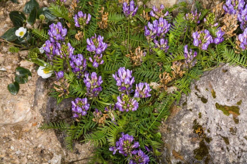 Juodadantė kulkšnė (Astragalus danicus) | Derlingas.lt Juodadantė kulkšnė (Astragalus danicus)