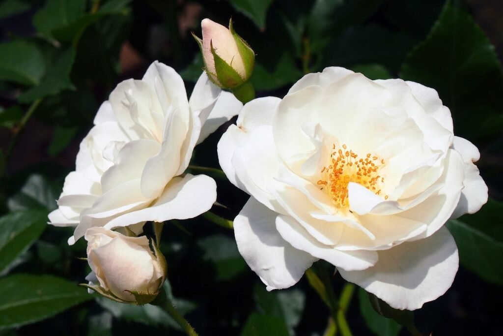 Geriausios rožių veislės 2 | Derlingas.lt Geriausios floribundinės rožės